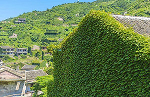 吸煙室空氣淨化器—植被